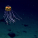 Image: NOAA Office of Ocean Exploration and Research / Flickr